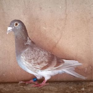 Femela 21-077