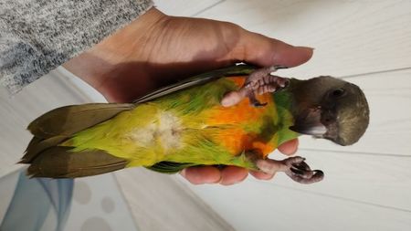 senegal2