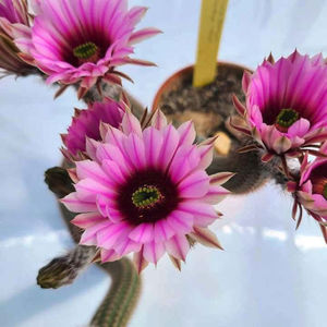 Wilcoxia schmolii nerispina x fitchii 2
