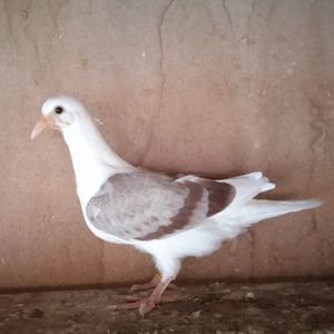 Pui 24-412 GB