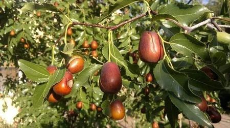 jujube Lang3; Gradina Lidie facebook
