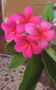 received_1602770460518484