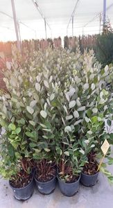 feijoa sellwian; pepiniera Crysplant
