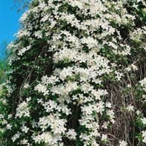 clematita montana grandiflora; secret garden miros de vanilie
