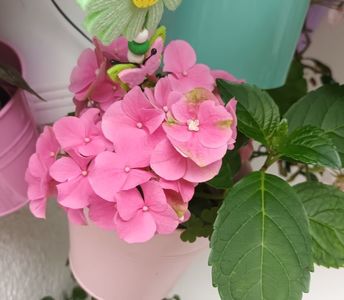 Chiar si hortensia!  :))