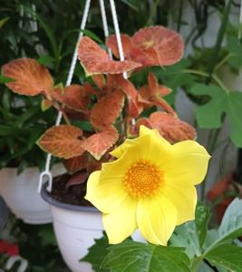 Dalia tot in balcon. ;)