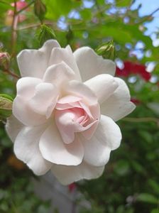 Pink Ghislaine de Feligonde