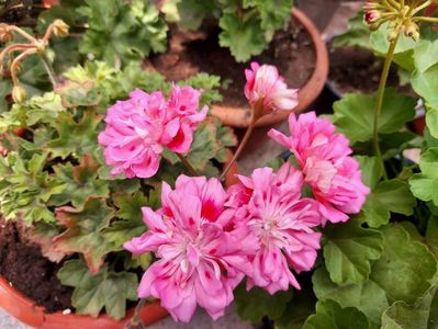 Unicorn Rose