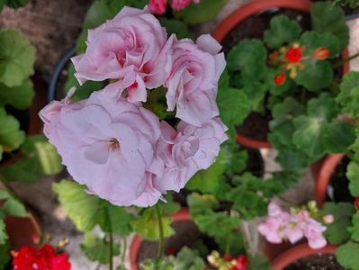Milfield Rose