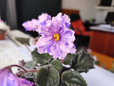 18 mai 2024