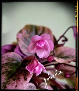 Champagne Pink