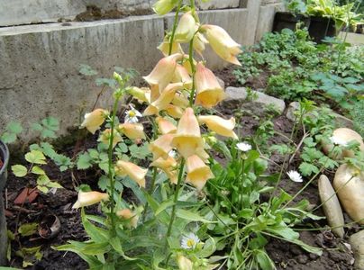 Penstemon