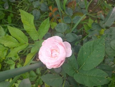IMG20240519112046