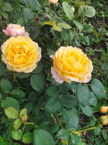 IMG20240519105334