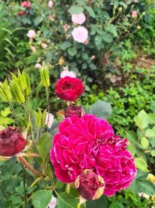 IMG20240519105223