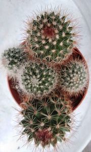 Mammillaria spinosissima; 20 lei
