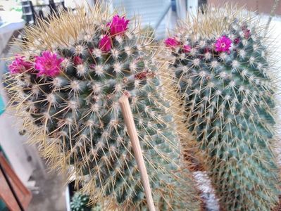 mammillaria rhodantha1