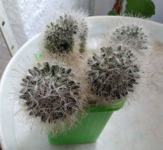 Mammillaria bocasana; 50 lei
