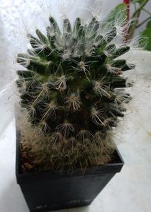 Mammillaria bocasana; 20 lei
