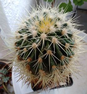 echinocactus grusonii; 60 lei - are 15 ani
