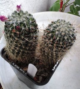 mammillaria zeilmanniana; 20 lei bucata
