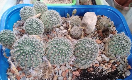 Mediolobivia mundaensis; intre 20 si 40 lei
