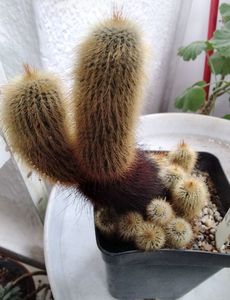 notocactus leninghausii; 50 lei

