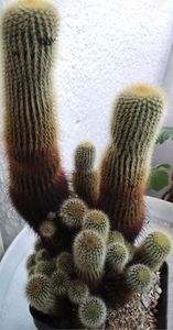 notocactus leninghausii; 60 lei
