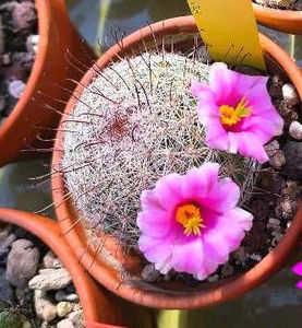 Mammillaria grahami