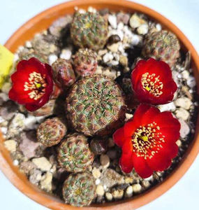 Sulcorebutia callecallensis