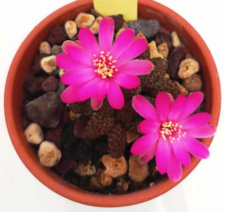 Sulcorebutia taratensis minima