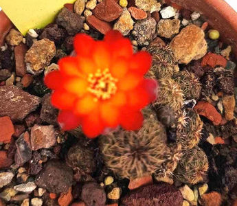 Sulcorebutia tarabucoensis