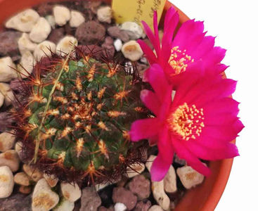 Sulcorebutia tiraquensis var longiseta