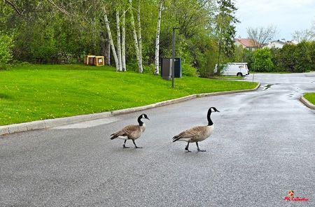 Canadian geese