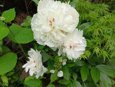 Festiva Maxima
