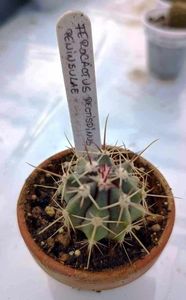 Ferocactus rectispinus peninsulae - 20 lei
