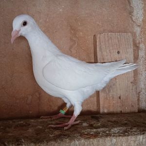 Pui 24-007