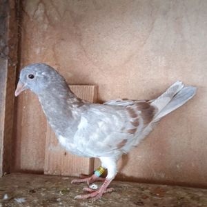 Pui 24-511