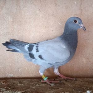 Pui 24-519