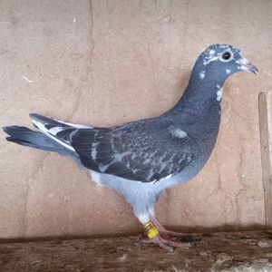Pui 24-521