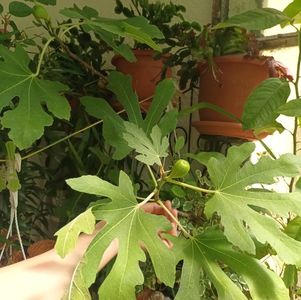 Pentru Katy! ❤️❤️❤️; Nu stiu cat se vede de bine, are un metru inaltime, trei cracute, dintre care una mica. 12 frunze si doua fructe. Ce zici?
