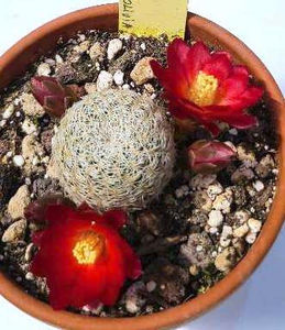 Sulcorebutia vasqueziana ssp alba
