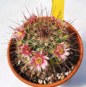 Mammillaria johnstonii