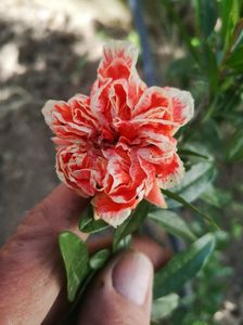 rodiu ornamental