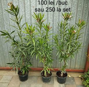 Plante cu flori