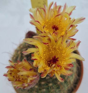 Notocactus concinnus v joadii