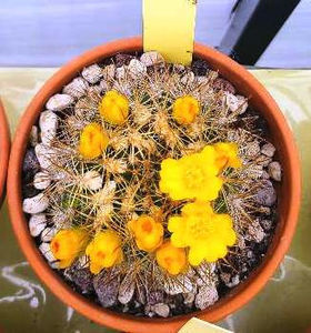 Weingartia corroana