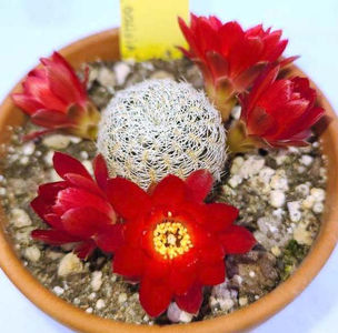 Sulcorebutia vasqueziana ssp alba2