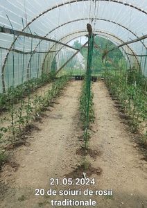 Lugoj plants; 20 de soiuri de rosii mari si cherry.
