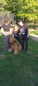 Ciobanesc de Brie Briard; Cahar
